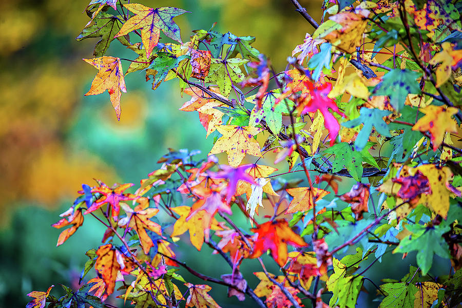 Autumn Leaves Decorate A Beautiful Nature Bokeh Background With