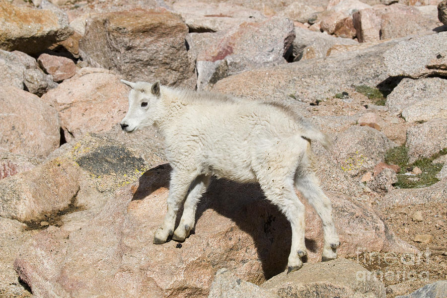 Baby Mountain Goats On Mount Evans Photograph