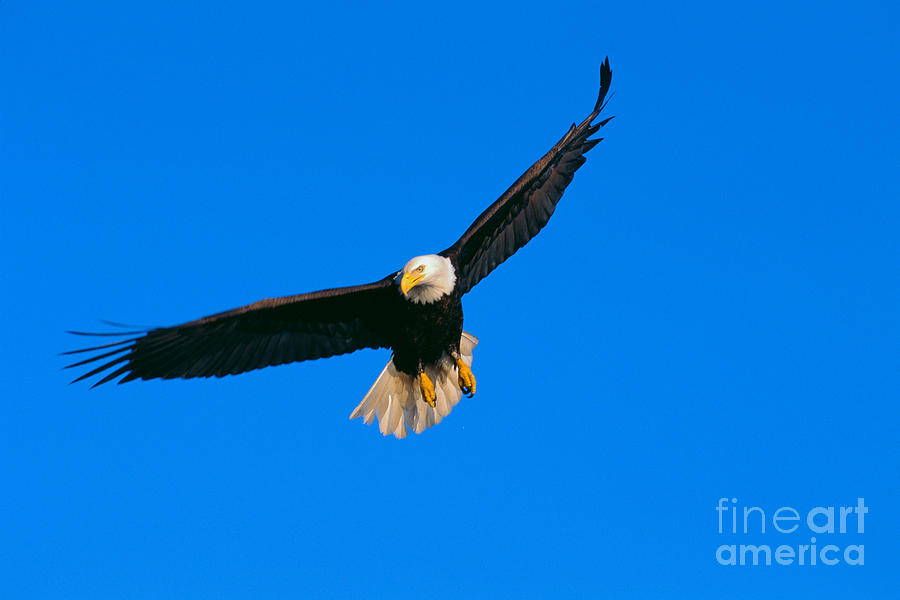 Eagle Photograph - Bald Eagle #12 by John Hyde - Printscapes