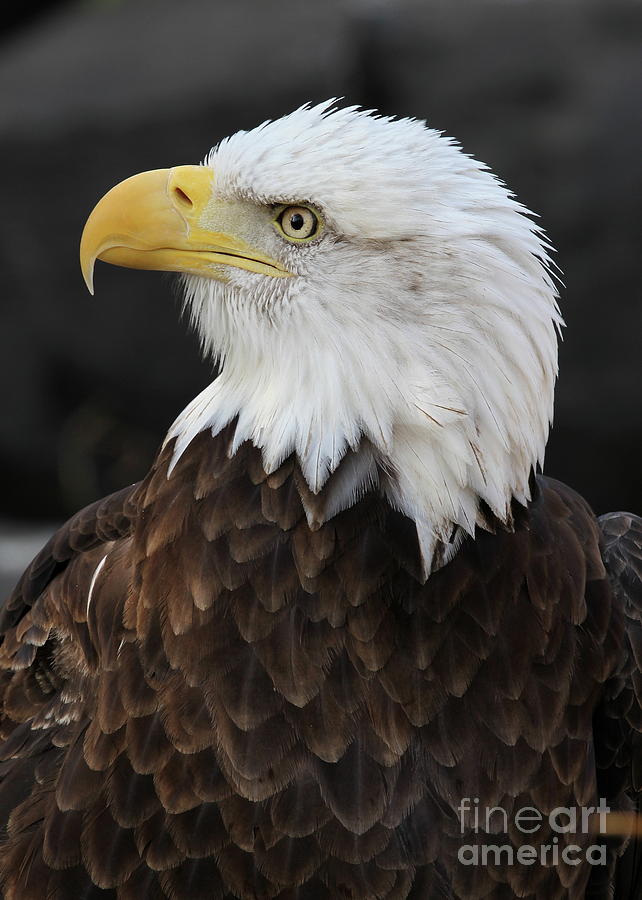 Eagle Photograph - Bald Eagle #12 by Ken Keener