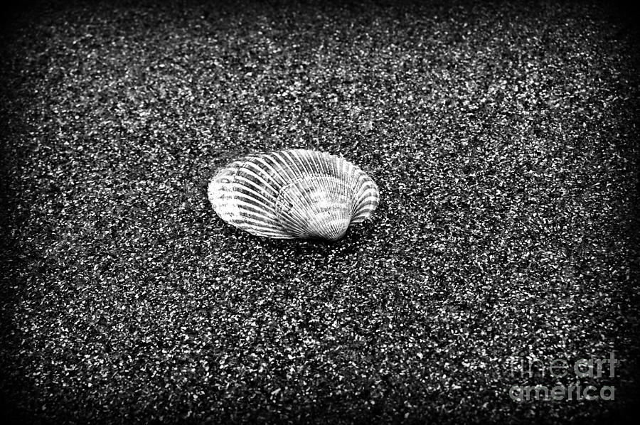 Beach Shell Photograph - Beach Shell #12 by Scott Diffee