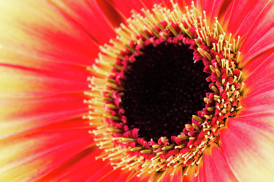 Beautiful Yellow And Red Gerbera Flower Photograph by