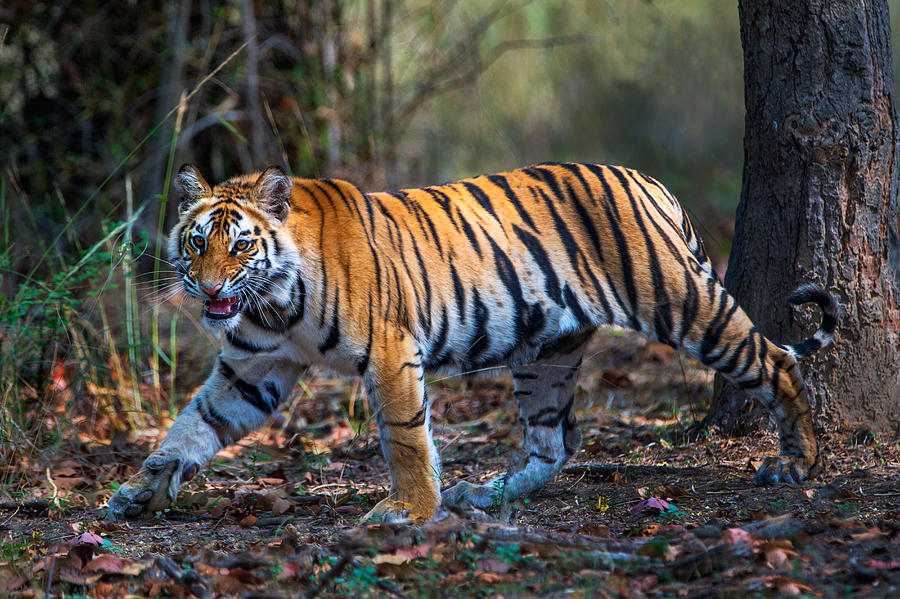 Bandhavgarh National Park Photograph - Bengal Tiger Panthera Tigris Tigris #12 by Panoramic Images