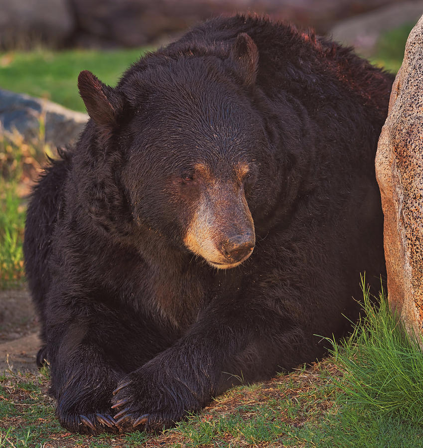 Black Bear  #12 Photograph by Brian Cross