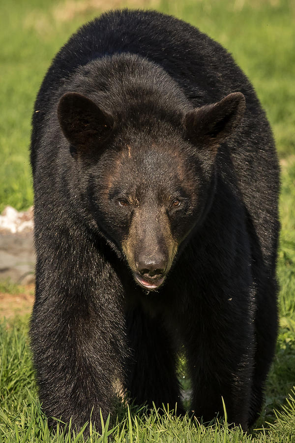 Black Bear    #12 Photograph by Mary Jo Cox