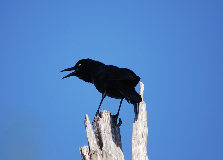 12- Black Crow Photograph by Joseph Keane