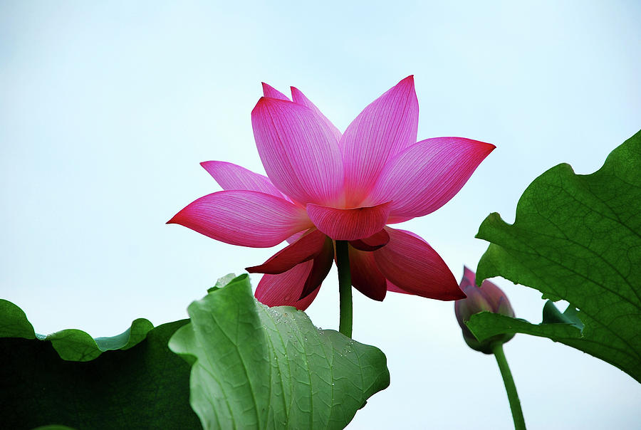 Blossoming lotus flower closeup #12 Photograph by Carl Ning
