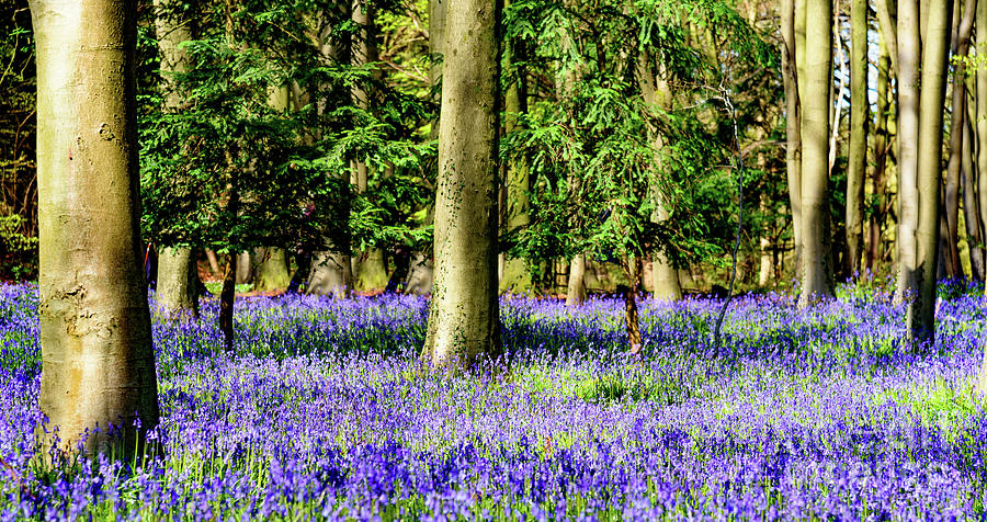 Bluebell Woods #12 Photograph by Colin Rayner
