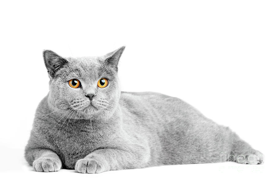 British Shorthair cat isolated on white. Lying #12 Photograph by Michal Bednarek