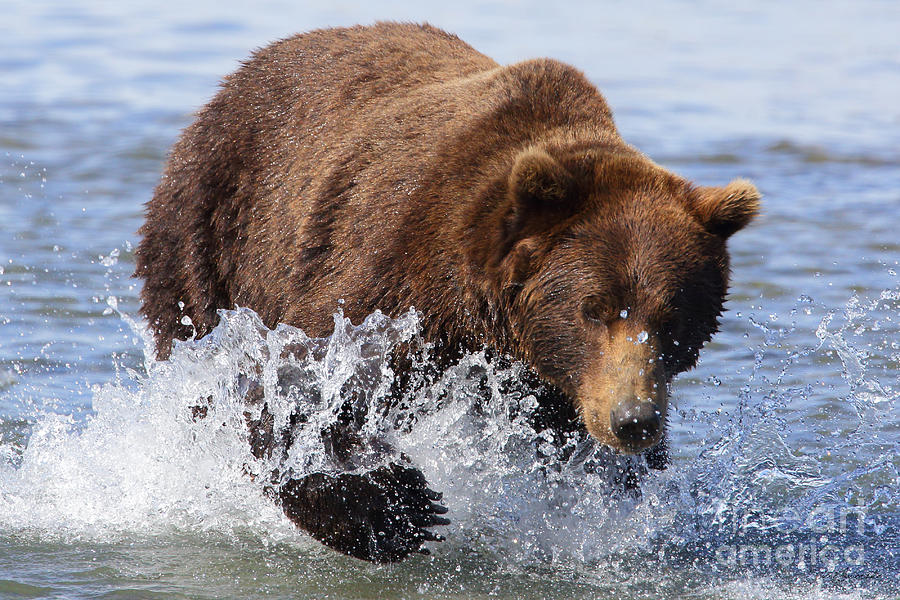 Brown Bear #12 Photograph by Steve Javorsky