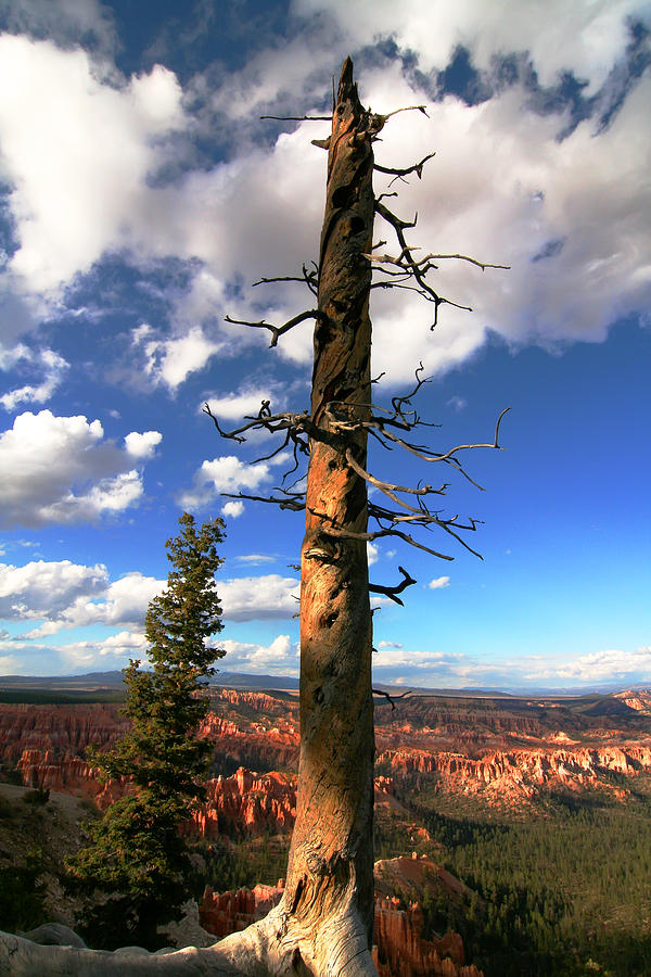 Bryce Canyon National Park #12 Photograph by Mark Smith Bryce Canyon National Park #12 Photograph by Mark Smith