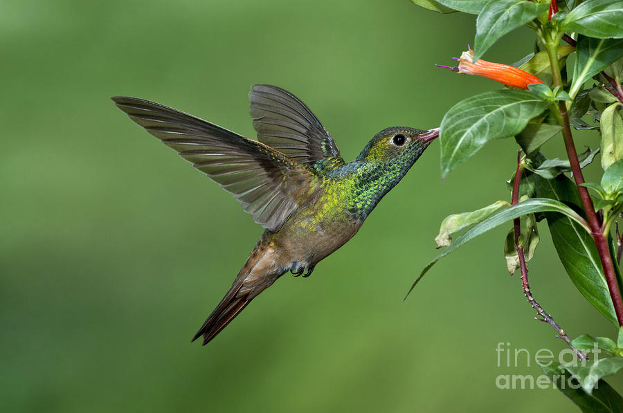 Buff-bellied Hummingbird #12 Photograph by Anthony Mercieca