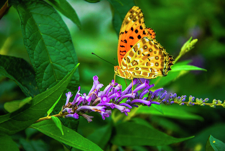Butterfly and flower closeup #12 Photograph by Carl Ning