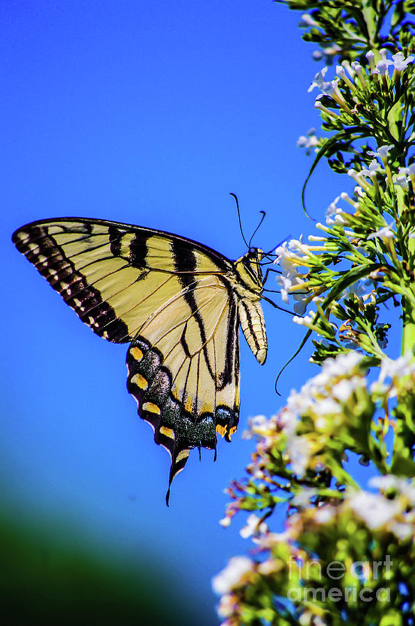 Butterfly #29 Photograph by Gerald Kloss