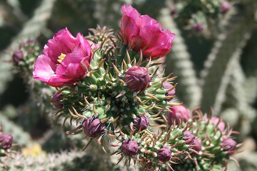 Cactus Flowers #12 Photograph by Douglas Miller