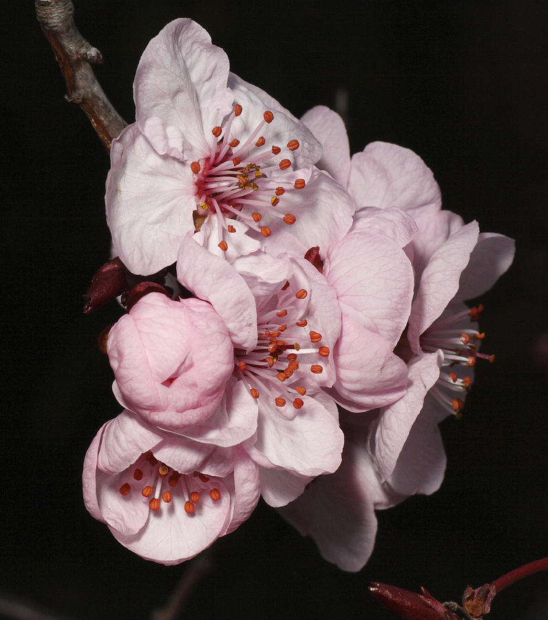 Cherry Blossom #12 Photograph by Masami Iida