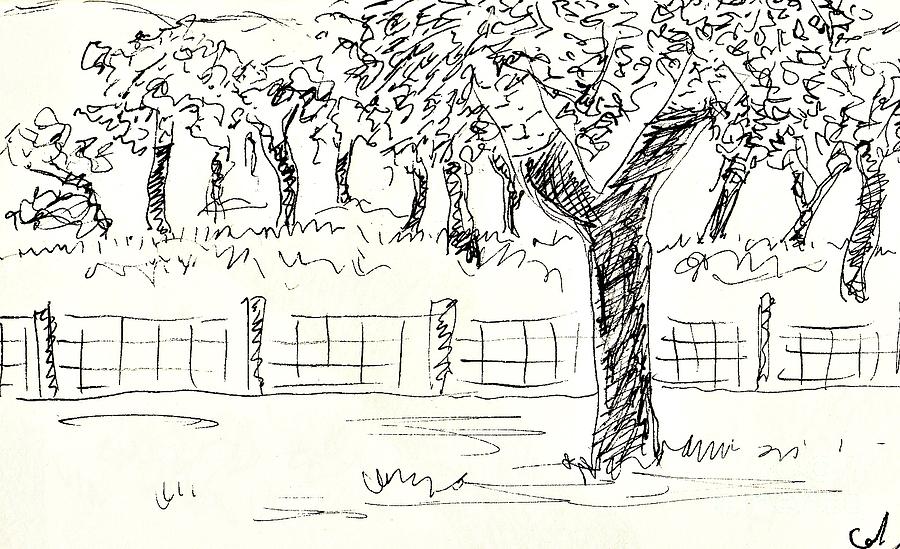 Cork Oaks #14 Drawing by Chani Demuijlder