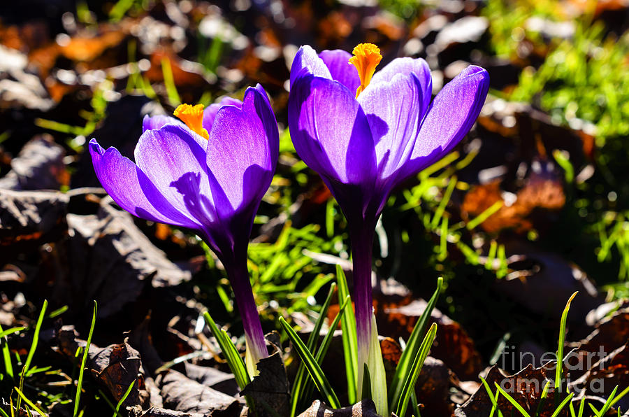 Spring Photograph - Crocus in Bloom #12 by Thomas R Fletcher