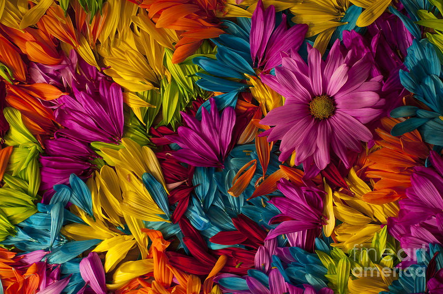 Daisy Petals Abstracts #12 Photograph by Jim Corwin
