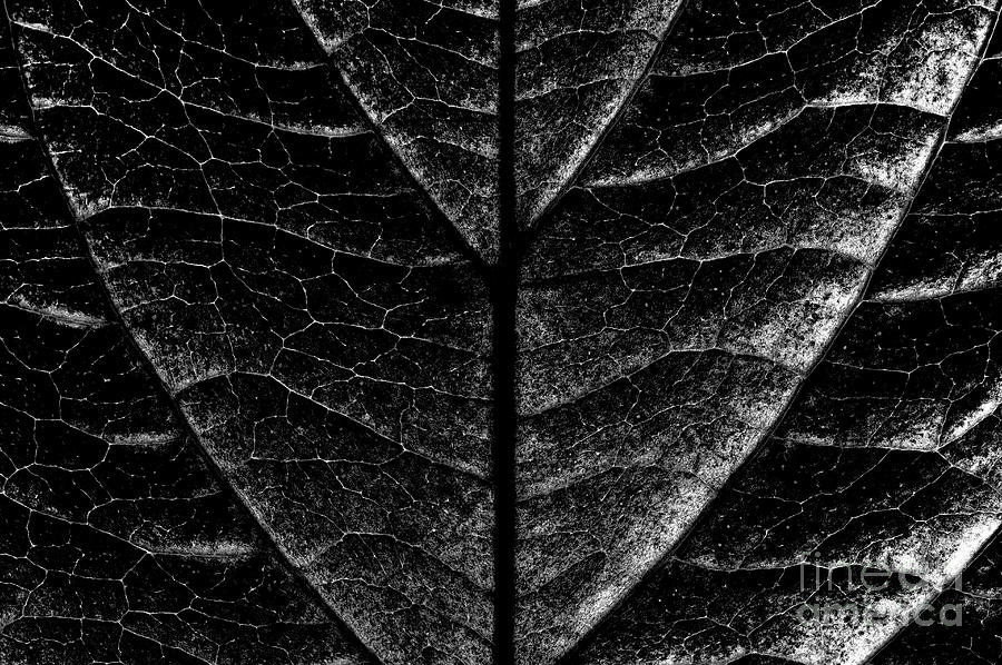 Dogwood Leaf Backlit #12 Photograph by Jim Corwin