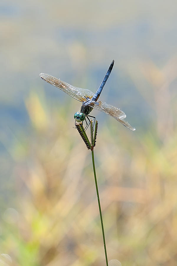 Dragonfly #12 Photograph by Gouzel -