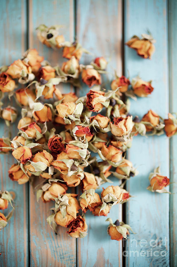 Dried roses #12 Photograph by Kati Finell