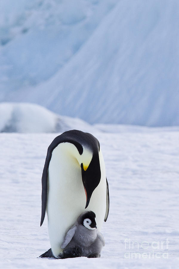Emperor Penguin And Chick #12 Photograph by Jean-Louis Klein & Marie-Luce Hubert