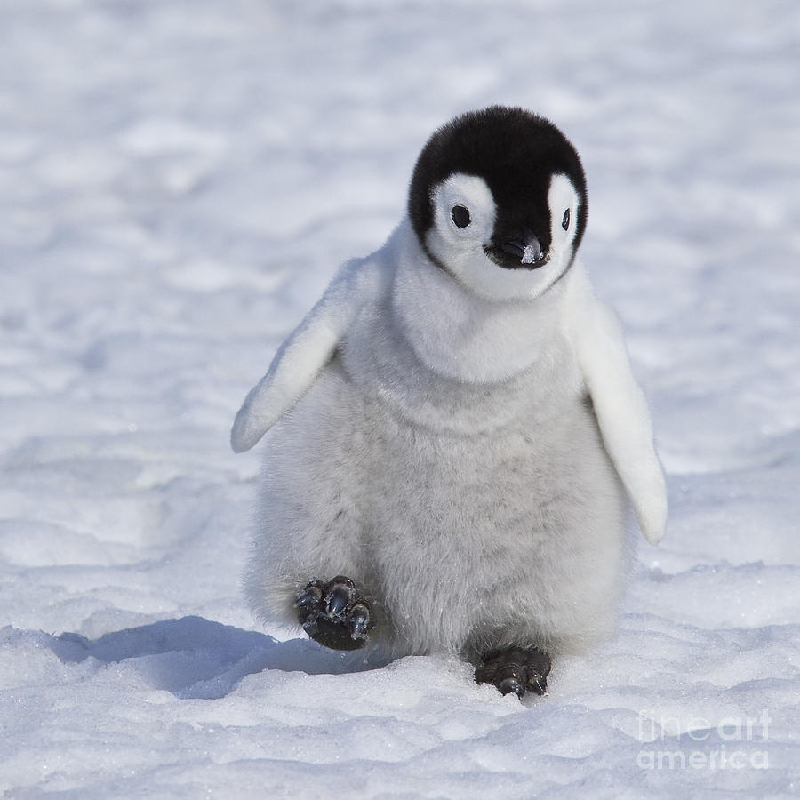 Albums 103+ Pictures Images Of Baby Penguins Full HD, 2k, 4k