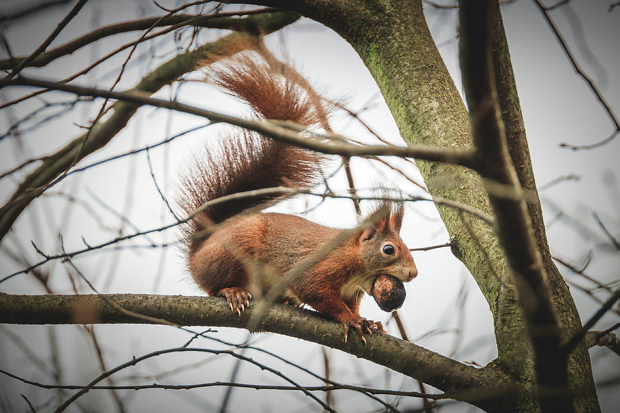 Eurasian Red Squirrel - Sciurus Vulgaris #13 Photograph by Marc Braner