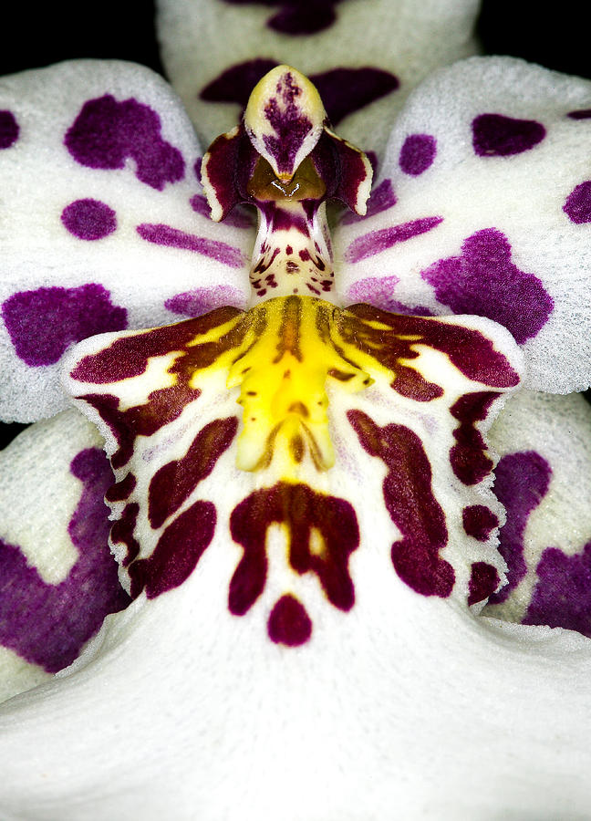 Exotic Orchid Flower #12 Photograph by C Ribet