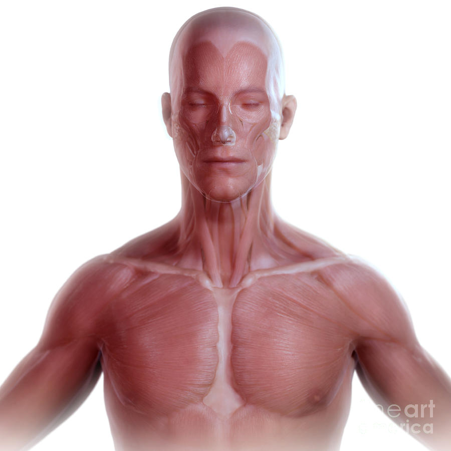 Facial Anatomy Photograph - Facial Muscles #12 by Science Picture Co