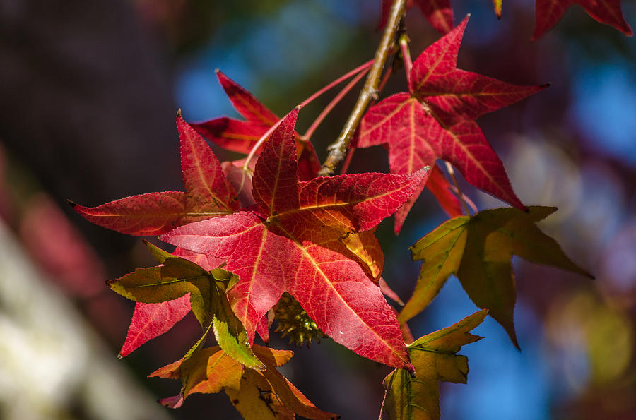 Fall foliage #12 Photograph by Asif Islam
