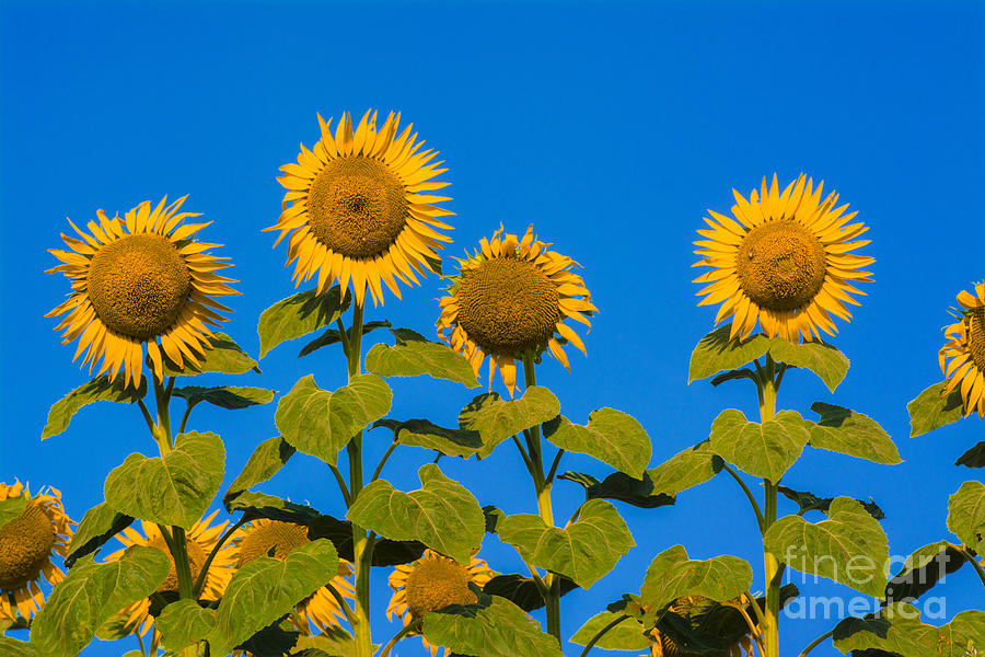 Summer Photograph - Field of sunflowers #12 by Bernard Jaubert