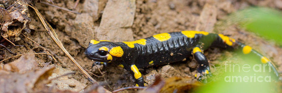 Fire salamander #13 Photograph by Jivko Nakev