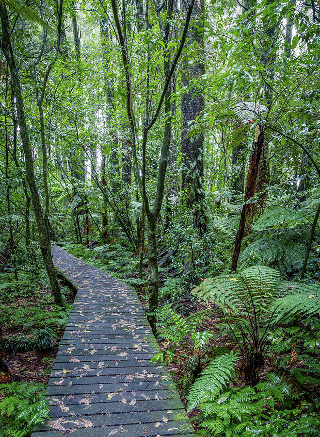 Forest boardwalk 9 Photograph by Les Cunliffe
