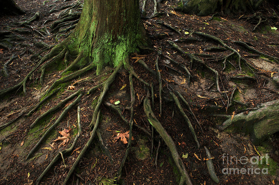 Forest Setting with Close-Ups of Tree Roots #12 Photograph by Jim Corwin