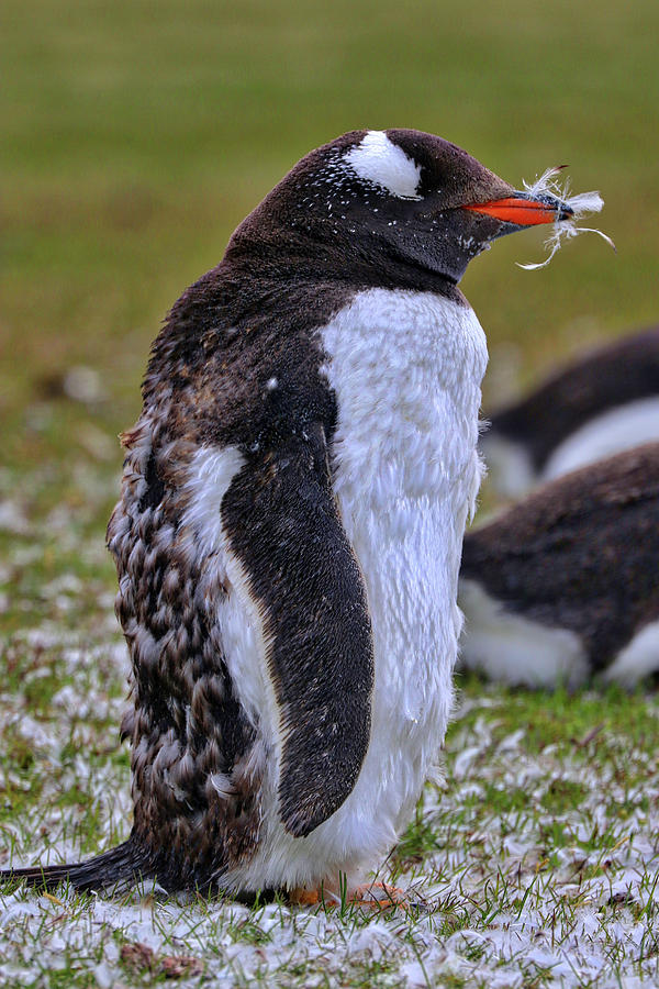Gentoo Penguins Falkland Islands #12 Photograph by Paul James Bannerman