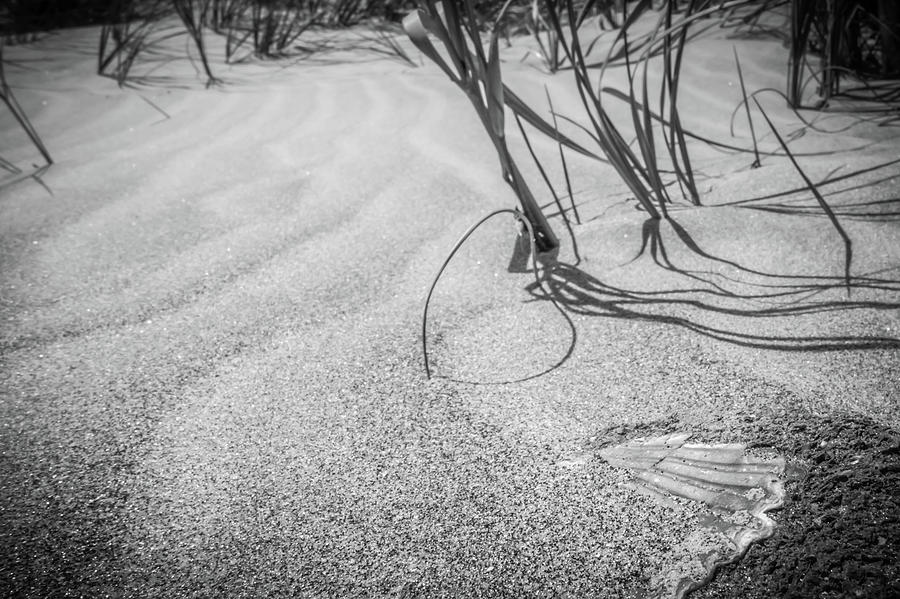 Grassy Windy Sand Dunes On The Beach #12 Photograph by Alex Grichenko
