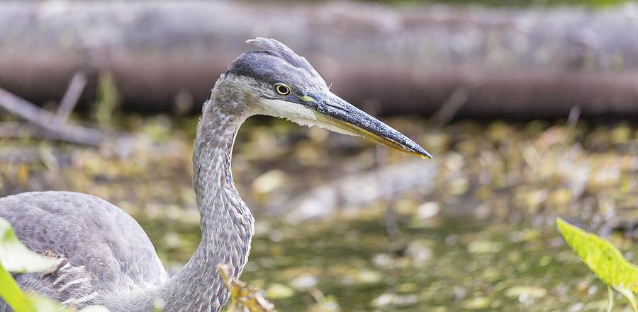 Great Blue Heron #12 Photograph by Josef Pittner