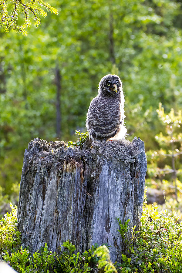 Owl Photograph - Grey Owl #12 by Borje Olsson