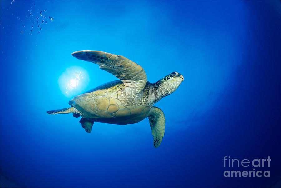 Hawaii, Green Sea Turtle #12 Photograph by Dave Fleetham - Printscapes