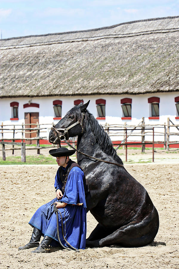 Horses Hungary #12 Photograph by Paul James Bannerman