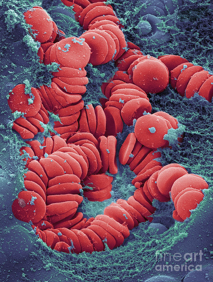 Human Red Blood Cells, Sem #12 Photograph by Ted Kinsman