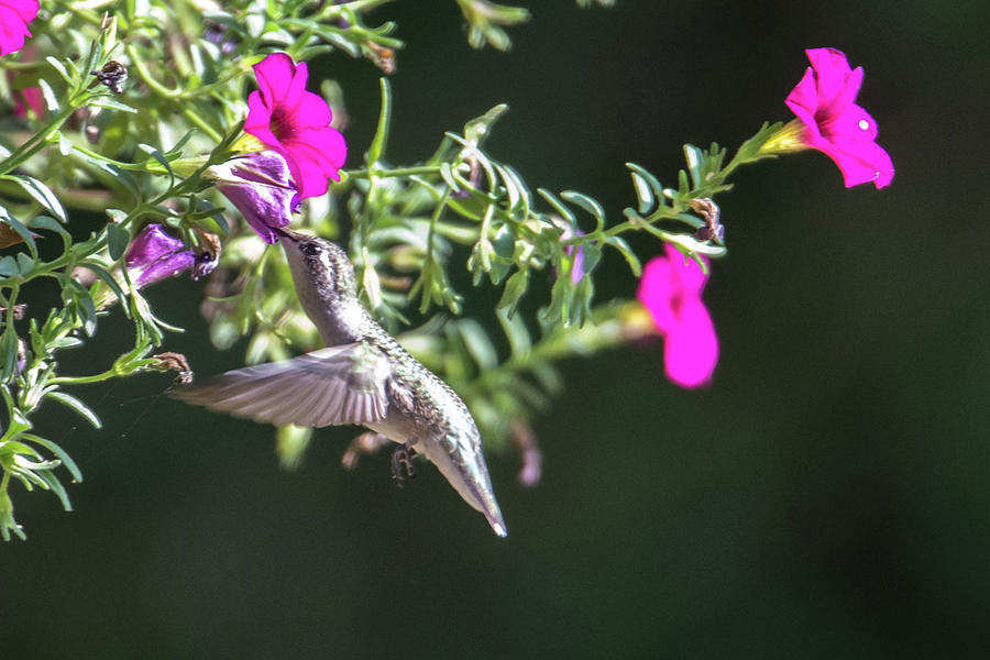 Hummingbird Found In Wild Nature On Sunny Day #12 Photograph by Alex Grichenko