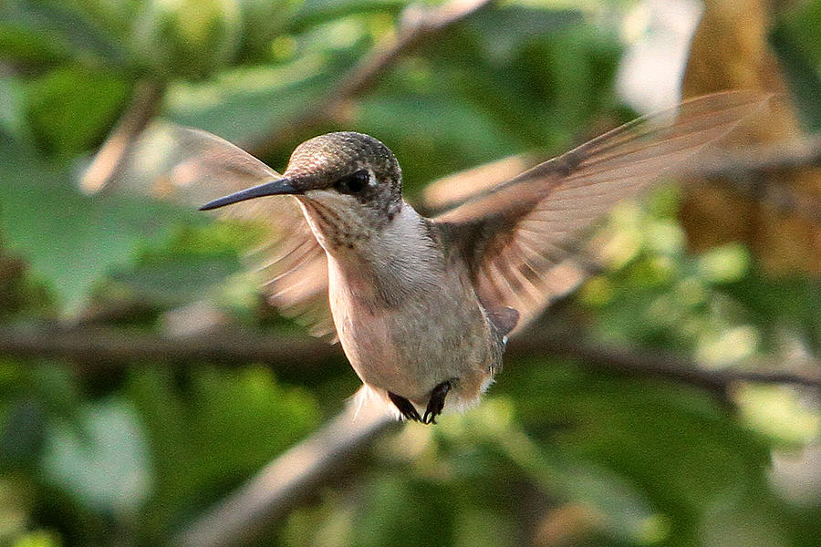 Hummingbird #12 Photograph by John Freidenberg
