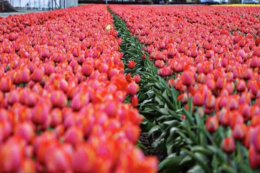 Keukenhof Lisse Tulips Holland Netherlands #12 Photograph by Paul James Bannerman