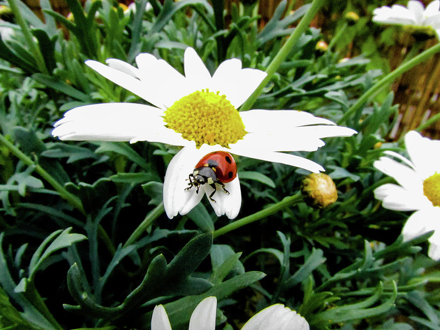 Daisy Photograph - Ladybug #12 by Cesar Vieira