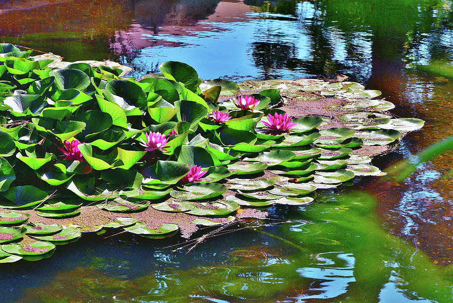 12 Lily Pond with Water Reflections Photograph by Linda Brody