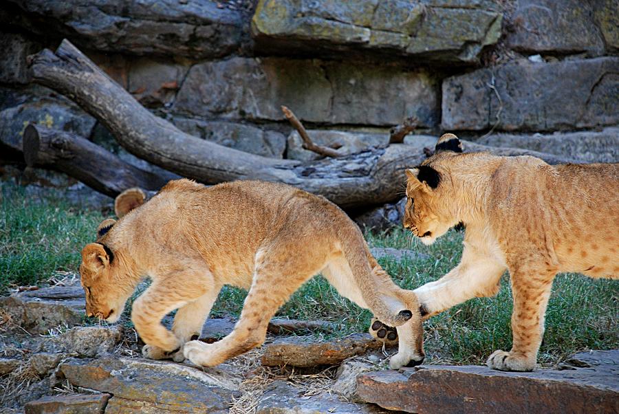 Lioness and Cubs #12 Photograph by Kenny Glover