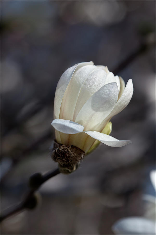 Magnolia Blossom #12 Photograph by Robert Ullmann